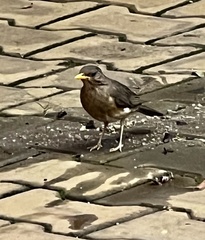 Turdus pelios