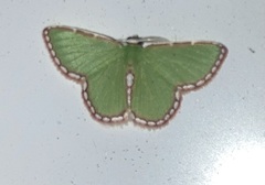 Synchlora pulchrifimbria