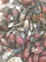 Oxycarenus lavaterae