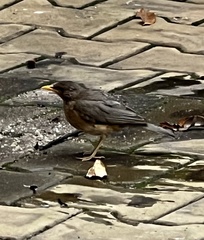Turdus pelios