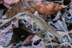 Ameiva praesignis