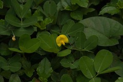 Arachis pintoi