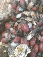 Oxycarenus lavaterae