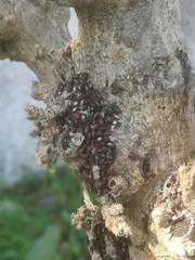 Oxycarenus lavaterae