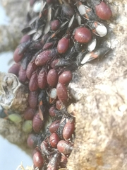 Oxycarenus lavaterae