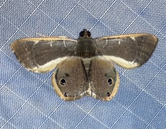 Opisthoxia
