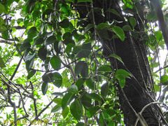 Clematis crassifolia