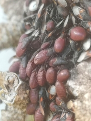 Oxycarenus lavaterae