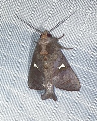 Notoplusia flavodiscata