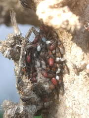 Oxycarenus lavaterae