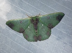 Oospila atopochlora