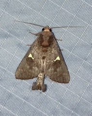 Notoplusia flavodiscata