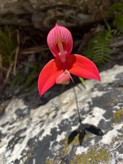 Disa uniflora