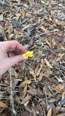 Gelsemium sempervirens