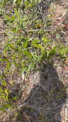 Smilax auriculata