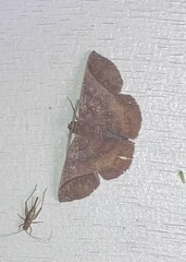 Thysanopyga apicitruncaria