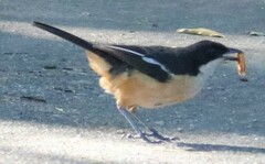 Laniarius ferrugineus