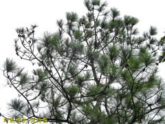 Pinus luchuensis