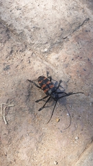 Ceroplesis capensis