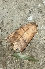 Eriopyga