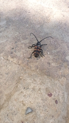 Ceroplesis capensis