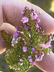 Erica curvirostris