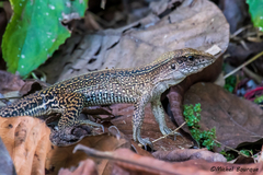 Ameiva praesignis