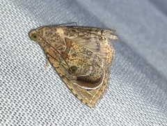 Eulepidotis hemithea