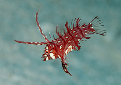 Novaculichthys taeniourus