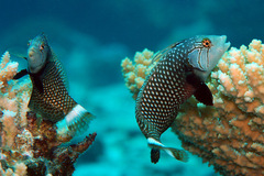 Novaculichthys taeniourus