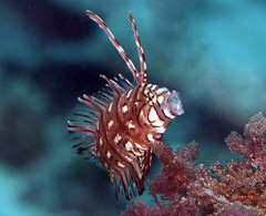 Novaculichthys taeniourus