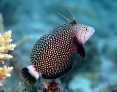 Novaculichthys taeniourus