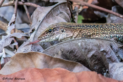 Ameiva praesignis