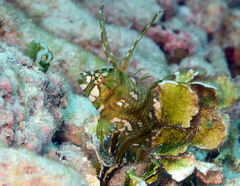 Novaculichthys taeniourus