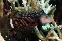 Novaculichthys taeniourus