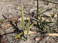 Washingtonia × filibusta