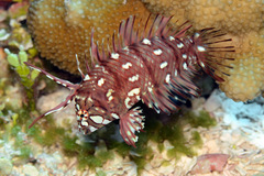Novaculichthys taeniourus