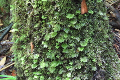 Hypnodendron