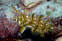 Novaculichthys taeniourus