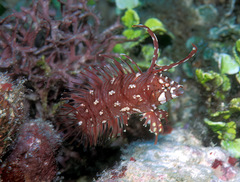 Novaculichthys taeniourus