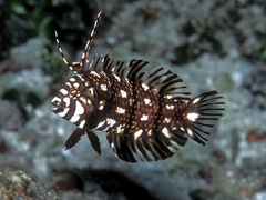 Novaculichthys taeniourus
