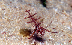 Novaculichthys taeniourus