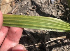 Washingtonia × filibusta