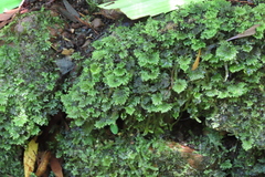 Hypnodendron