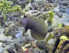 Novaculichthys taeniourus