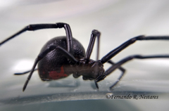 Latrodectus mirabilis