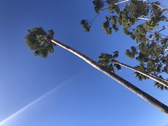 Washingtonia × filibusta