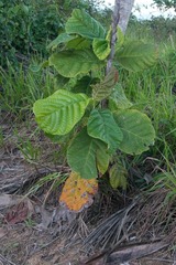 Coccoloba latifolia