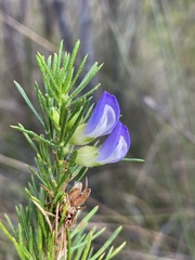 Psoralea pinnata
