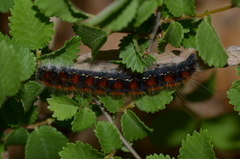 Eriogaster lanestris